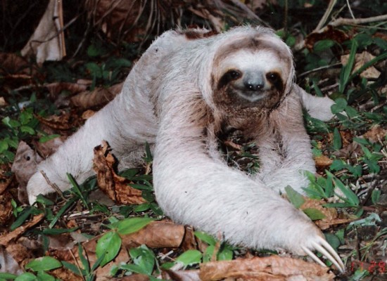 We are an action group.  This is the only kind of sloth we like.