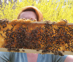 Honey Bee Workshop | Saturday, August 17th @ 2:30 pm
